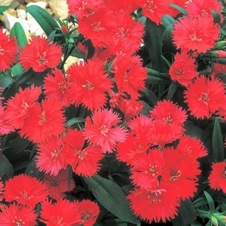 Гвоздика гибридная Телстар Корал [100 штук] - ООО «Семена Тут»