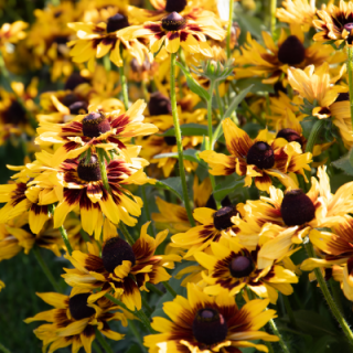 img-1: Рудбекия Денвер Дейзи [1000 драже] - ООО «Семена Тут»