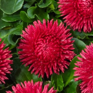 img-0: Маргаритка Бам Бам Роуз [1000 шт] - ООО «Семена Тут»