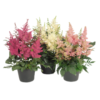 Астильба Арендса Астери микс [100 драже] - ООО «Семена Тут»