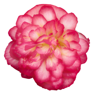 img-0: Бегония клубневая Нонстоп Джой Роуз Пикоти [1000 драже] - ООО «Семена Тут»