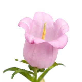 Колокольчик средний Чемпион Пинк [1000 драже] - ООО «Семена Тут»