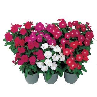 img-0: Катарантус Виктори Микс [1000 шт] - ООО «Семена Тут»