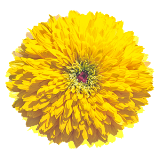 img-0: Рудбекия Майя [100 драже] - ООО «Семена Тут»