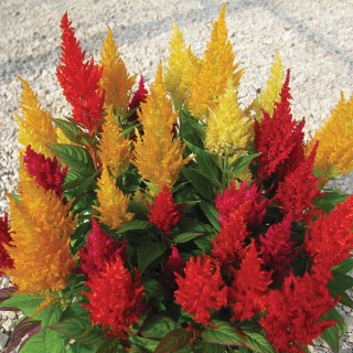 img-1: Целозия перистая Сэнчири Ред [1000 шт] - ООО «Семена Тут»