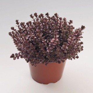 img-1: Седум ложный Вуду [1000 драже] - ООО «Семена Тут»