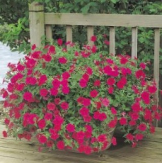 img-1: Петуния ампельная F1 Тайдал Вэйв Черри [50 драже] - ООО «Семена Тут»