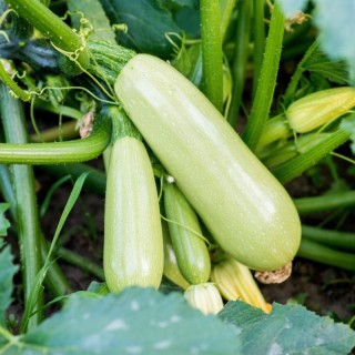 Кабачок Арктик F1 - ООО «Семена Тут»