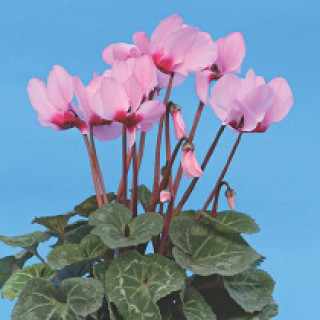 Цикламен Розовый с глазком [100 шт] - ООО «Семена Тут»