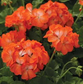 img-0: Пеларгония зональная Пинто Премиум Оранж Биколор [100 шт] - ООО «Семена Тут»