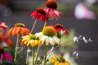 img-1: Эхинацея Поллинейшн микс [250 шт] - ООО «Семена Тут»