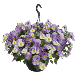 img-1: Виола ампельная Хайфлайер F1 Лайт Виолет Шейдес [100 шт] - ООО «Семена Тут»