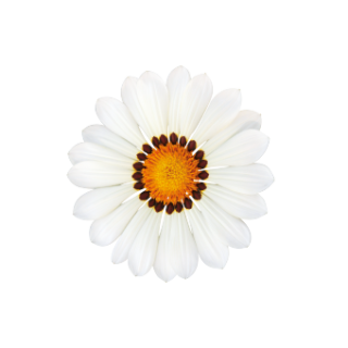 img-1: Газания Зени F1 Вайт [1000 шт] - ООО «Семена Тут»