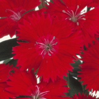 Гвоздика Даймонд Кармин роуз [1000 шт] - ООО «Семена Тут»