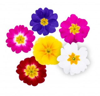 img-0: Примула Дания микс [1000 шт] - ООО «Семена Тут»