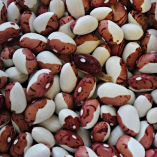 Фасоль обыкновенная Попугай - ООО «Семена Тут»