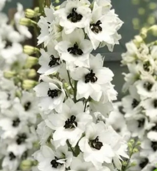 Дельфиниум высокий Дельфина Вайт Блэк Би [100 шт] - ООО «Семена Тут»