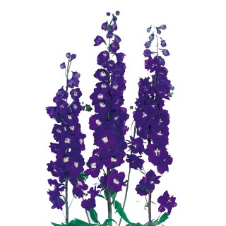 Дельфиниум Кэндл F1 Виолет Шейдс [100 шт] - ООО «Семена Тут»