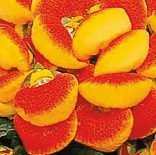 img-0: Кальцеолярия Дэинти Ред энд Еллоу [1000 драже] - ООО «Семена Тут»