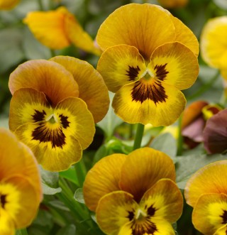 img-0: Виола рогатая Дельтини F1 Ханиби [1000 шт] - ООО «Семена Тут»