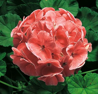 img-0: Пеларгония зональная Ринго 2000 Салмон [100 шт] - ООО «Семена Тут»