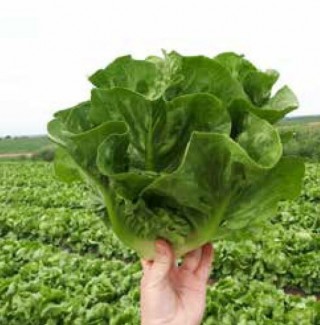 img-1: Салат Дикла - ООО «Семена Тут»