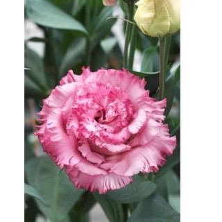 img-1: Эустома Корелли СУ 3 Дип Пинк [1000 драже] - ООО «Семена Тут»