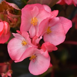 img-0: Бегония межвидовая Мегаватт Пинк Бронз Лиф [100 драже] - ООО «Семена Тут»