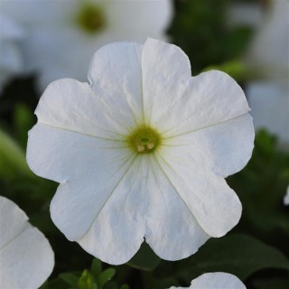 img-0: Петуния мультифлора Мираж Вайт Импрувд [1000 драже] - ООО «Семена Тут»