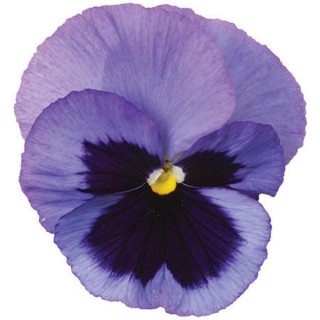 Виола крупноцветковая Спринг Матрикс Оушен [1000 шт] - ООО «Семена Тут»