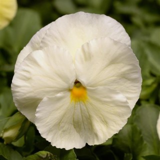 Виола крупноцветковая Спринг Матрикс Примроуз [1000 шт] - ООО «Семена Тут»