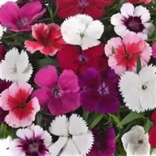 img-0: Гвоздика Коронет Микс [1000 шт] - ООО «Семена Тут»