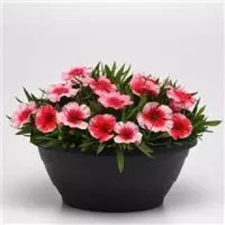 img-1: Гвоздика Коронет Строберри [100 шт] - ООО «Семена Тут»