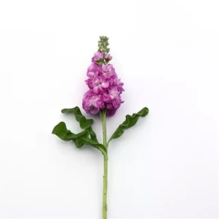 img-1: Маттиола Матильда Роуз [1000 шт] - ООО «Семена Тут»