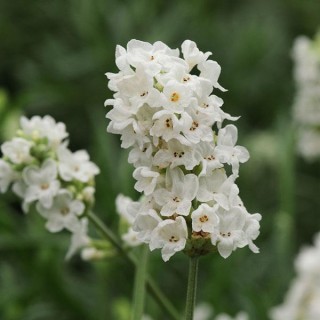 Лаванда Элеганс Сноу [500 шт] - ООО «Семена Тут»