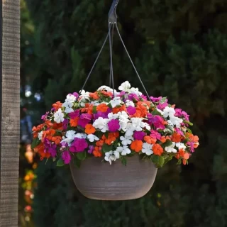 img-1: Бальзамин Бикон Микс Линдау [1000 шт] - ООО «Семена Тут»