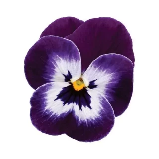 Виола рогатая Сорбет Парпл Фейс  [1000 шт] - ООО «Семена Тут»