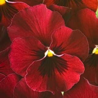 img-0: Виола рогатая Флорал Пауэр F1 Ред [1000 шт] - ООО «Семена Тут»