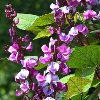 Гиацинтовые бобы (долихос) зеленолистные - ООО «Семена Тут»