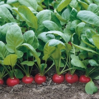 img-0: Редис Донар F1 - ООО «Семена Тут»