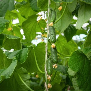 img-0: Огурец Джаз F1 - ООО «Семена Тут»