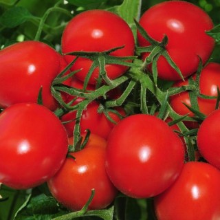 Томат Мадера F1 - ООО «Семена Тут»