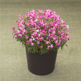 Линария Фантазиста Пинк [1000 м/драже] - ООО «Семена Тут»