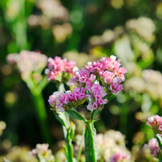 img-2: Статица Хипстер Роуз [1000 шт] - ООО «Семена Тут»