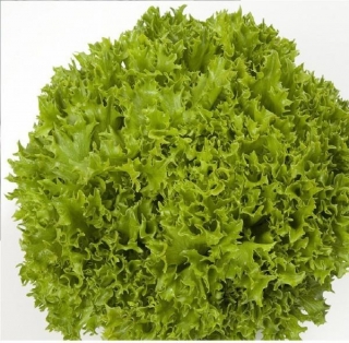 Салат Экзакт - ООО «Семена Тут»