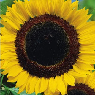 img-0: Подсолнечник Енисей - ООО «Семена Тут»