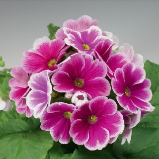 Примула обконика Либре Роуз Пикоти [1000 шт] - ООО «Семена Тут»