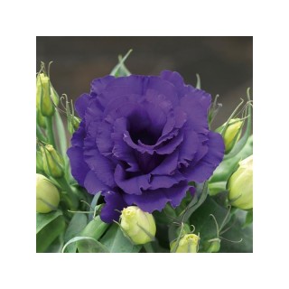 Эустома Джульетта Блю [50 драже] - ООО «Семена Тут»