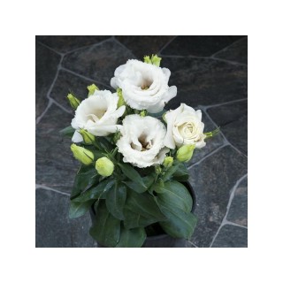 img-1: Эустома Джульетта Вайт [100 драже] - ООО «Семена Тут»