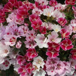 img-0: Годеция Летний рай - ООО «Семена Тут»